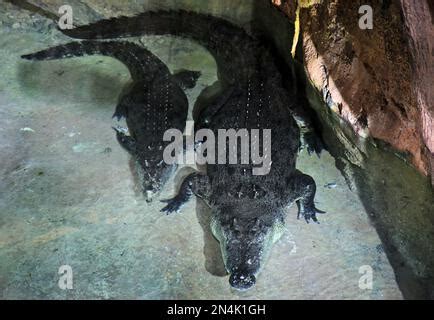 King Croc in Dubai Aquarium and underwater Zoo Stock Photo - Alamy