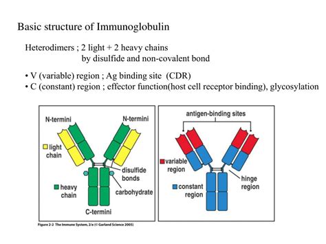 PPT Ch4 Antibody Structure And The Generation Of B Cell Diversity