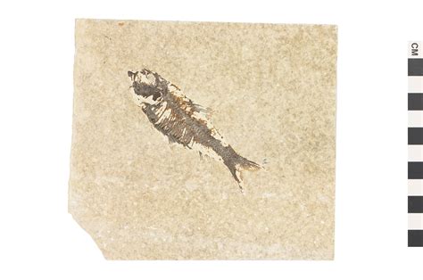 Fossil Ray-finned Fish | Smithsonian Institution