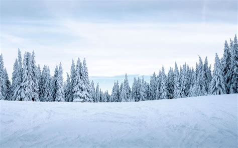 Download wallpaper 2560x1600 snow, winter, trees, winter landscape ...