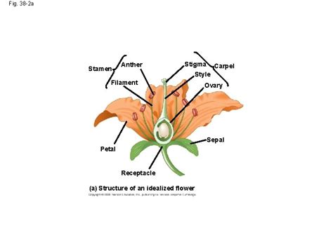 Fig 38 1 Fig 38 2 Stamen Anther