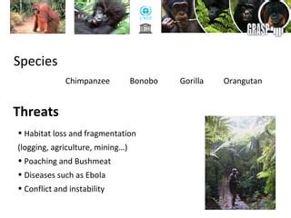 Economic incentives to conserve orangutan habitat | PPT | Free Download