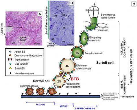 Seminiferous Tubules And Spermatogenesis IntechOpen