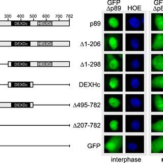 Truncations Of P89 Affect Its Subcellular Localization A Deletions