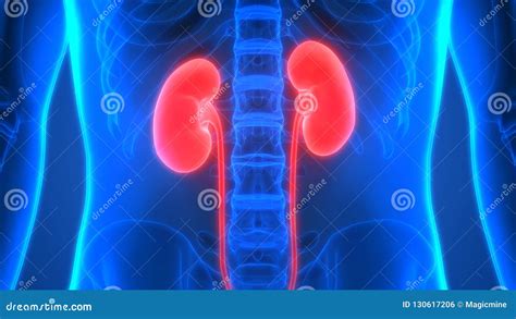 Anatomia Dei Reni Del Sistema Urinario Degli Organi Del Corpo Umano