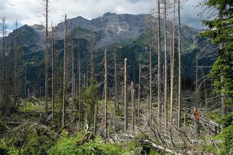 Erste globale Klimarisikokarte für den Wald TUM