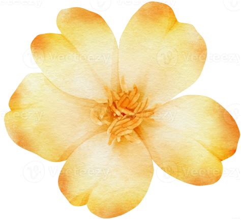 Beautiful Yellow Flowers Watercolor Illustration 9785644 Png