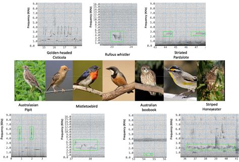 Classification Of Birds