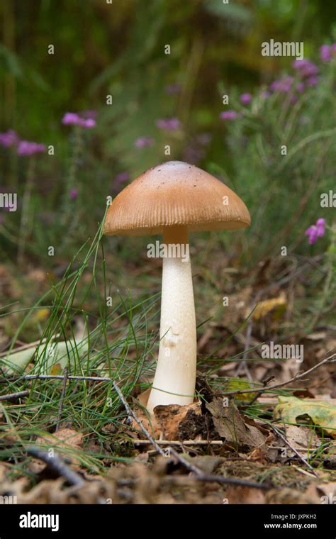 Toadstool Mushroom Hi Res Stock Photography And Images Alamy