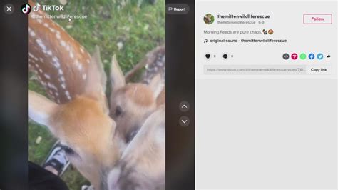 Saugatuck Man Says He Received A Blessing In Finding Fawns