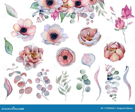 Watercolor Anemone Flower With Leaves Hand Drawn Floral Illustration