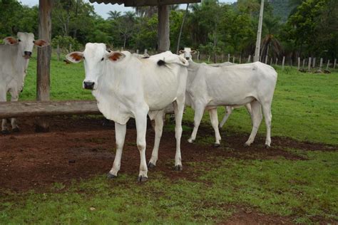 Portal Goi S Agrodefesa Alerta Pecuaristas Para Vacinar Bezerras