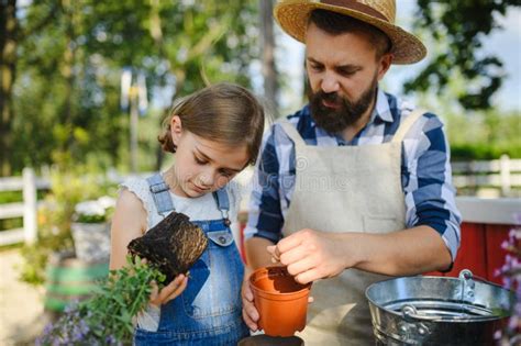 Pai E Filha Jovem Plantando Lavender Planta Na Poeira Na Fazenda