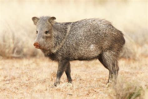 Photograph Of Javelina Javelina Rainforest Animals Animals