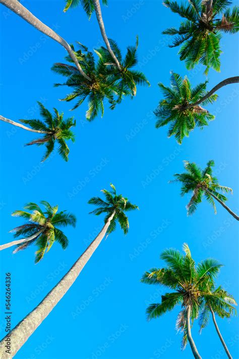 Tropical Coconut Palm Trees Frame With Clear Blue Sky Low Angle View