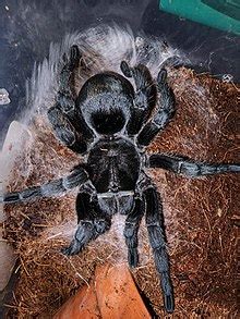 Grammostola pulchra - Wikipedia