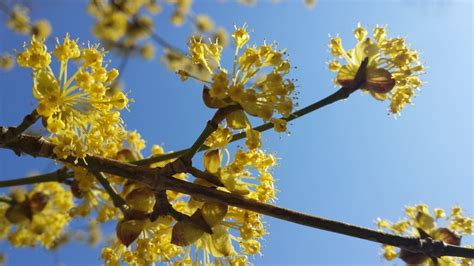 Kostenlose Foto Baum Natur Ast Bl Hen Gl Hend Himmel Frucht