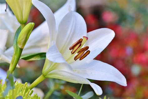 What Do Lilies Symbolize? - Red Millennial