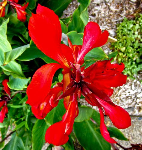 Thom Zehrfeld Photography : Canna Lilies - What's Not To Love