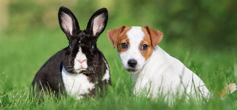 Can Dogs Live with Rabbits? - Wag!