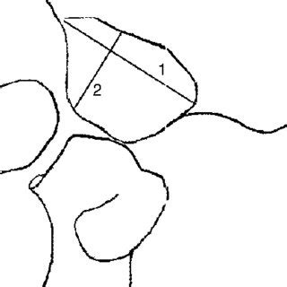 PDF Ilium Growth Study Applicability In Sex And Age Diagnosis