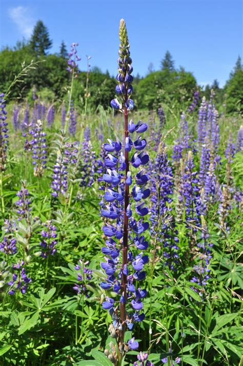 Native Bareroot Plant Sale King Conservation District