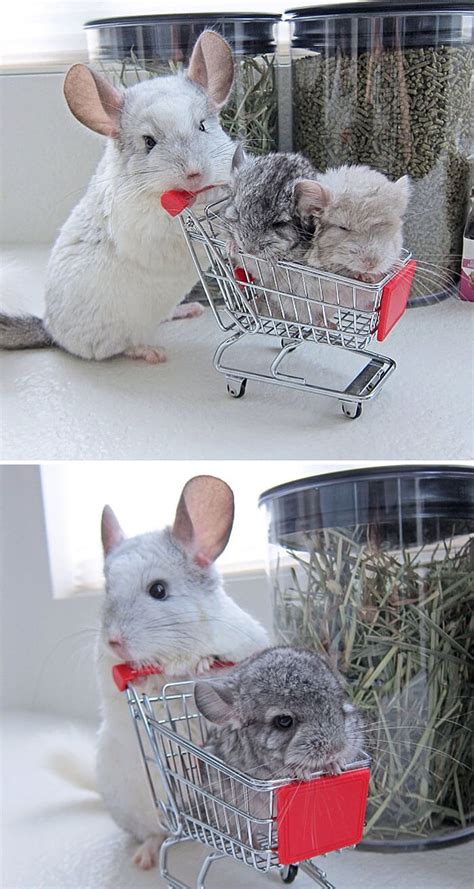 30 Baby Chinchilla Pictures That Will Simply Destroy You With Cuteness