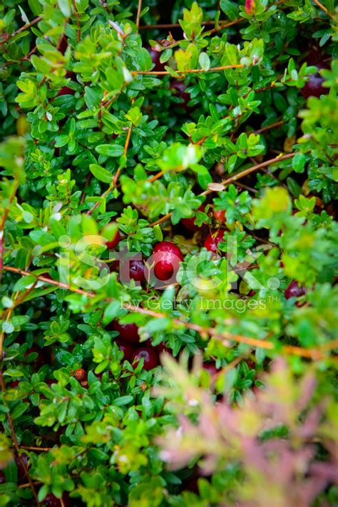 Cranberry Farm Stock Photo | Royalty-Free | FreeImages