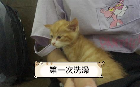 「记录」猫猫第一次去宠物店洗澡，出来的眼神都变了哔哩哔哩bilibili