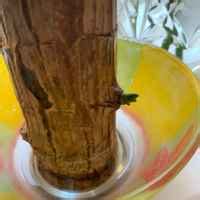 Дерево счастья Драцена /Dracena tropic/ Живая сила джунглей - «Сувенир ...