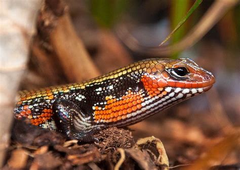 Feuerskink African Fire Skink By Goldstern82 Via Flickr Reptiles And Amphibians Amphibians