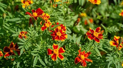 Are Marigolds Annual Biennial Or Perennial Plants Epic Gardening