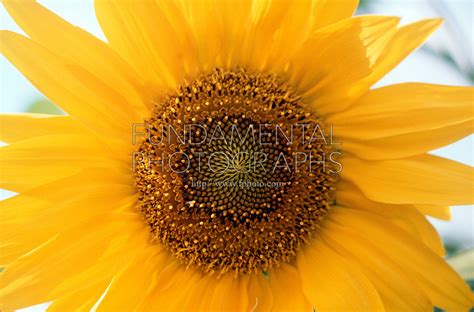 Science Biology Plants Sunflower Fibonacci Fundamental Photographs