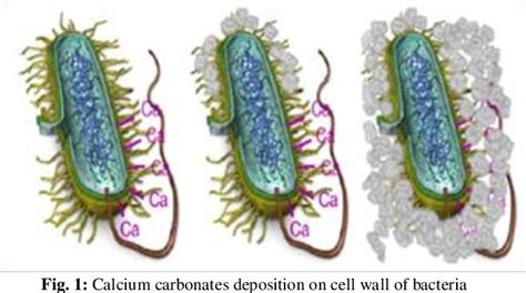 Figure From A Review Of Concrete Properties Modified By Microbial