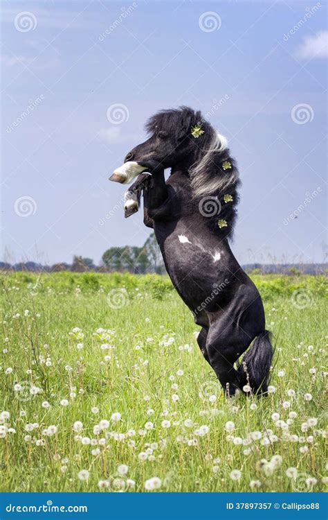 Poni stock image. Image of rural, spring, dandelions - 37897357