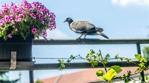 How To Keep Birds Off My Balcony Storables