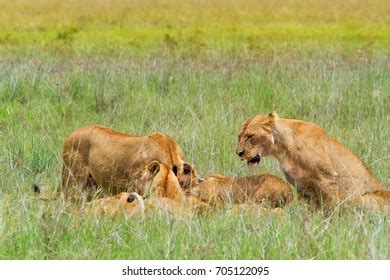 Group Lions Ngorongoro Crater Tanzania Stock Photo 705122095 | Shutterstock