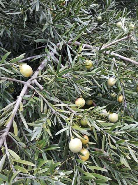 Outeniqua Yellowwood Makambati Trees · Inaturalist