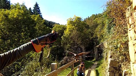 Rappel Au Poing De Rapaces Au Ch Teau De Rochebaron Bas En Basset