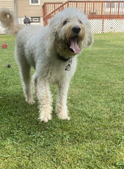 Princess Bailey 🥰💞 Rlabradoodles