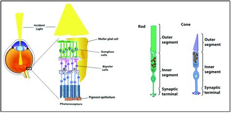 Anatomy Of The Retina And The Structure Of Rod And Cone Photoreceptors Download Scientific