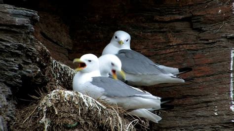 Birds Seagull Nest - Free video on Pixabay