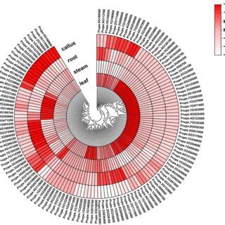 Expression Profile Of Ppabc Genes In Different Tissues Of Peach The