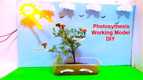 Science Working Models For Class 9 Biology