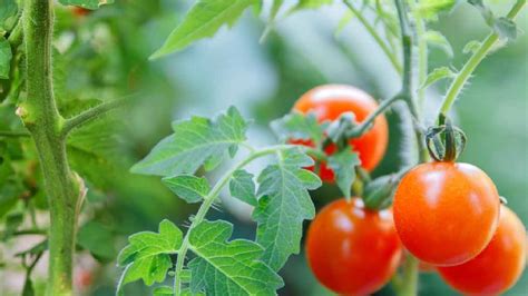 Pourquoi Faut Il Enlever Les Feuilles Au Niveau Des Pieds Des Tomates