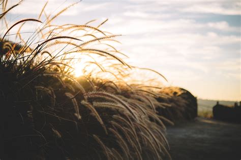 Free Images Sea Coast Tree Nature Sand Horizon Light Cloud Sky Sun Sunrise Sunset