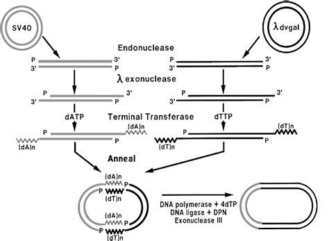 Figure 1 From Personal Reflections On The Origins And Emergence Of