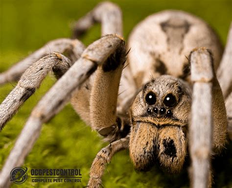 Australian Spiders Ocg Pest Control Termite Prevention Services