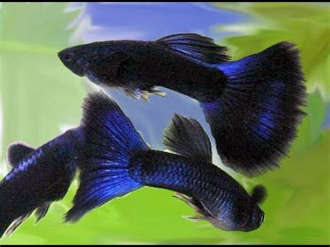 The Famous Blue Moscow Guppy YouTube