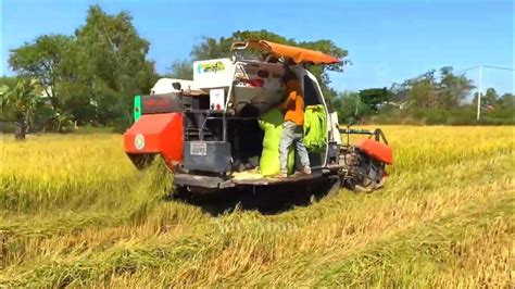 Harvester Rice Machinery Techniques Operator Skills Harvest Rice At